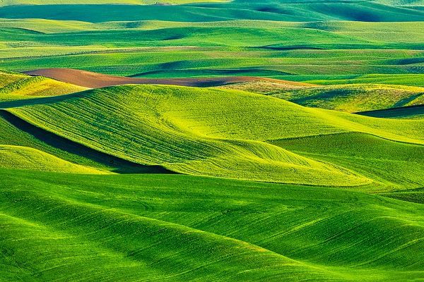 Eggers, Terry 아티스트의 USA-Washington State-Palouse Region-Patterns in the fields of fresh green Spring wheat작품입니다.